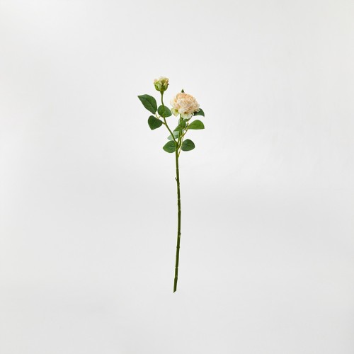 로즈 53cm_크림_FV_AF0124001