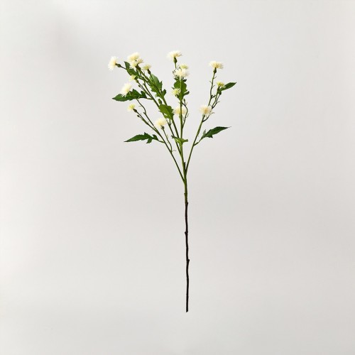 스위트데이지 72cm_크림_FV_AF0124010